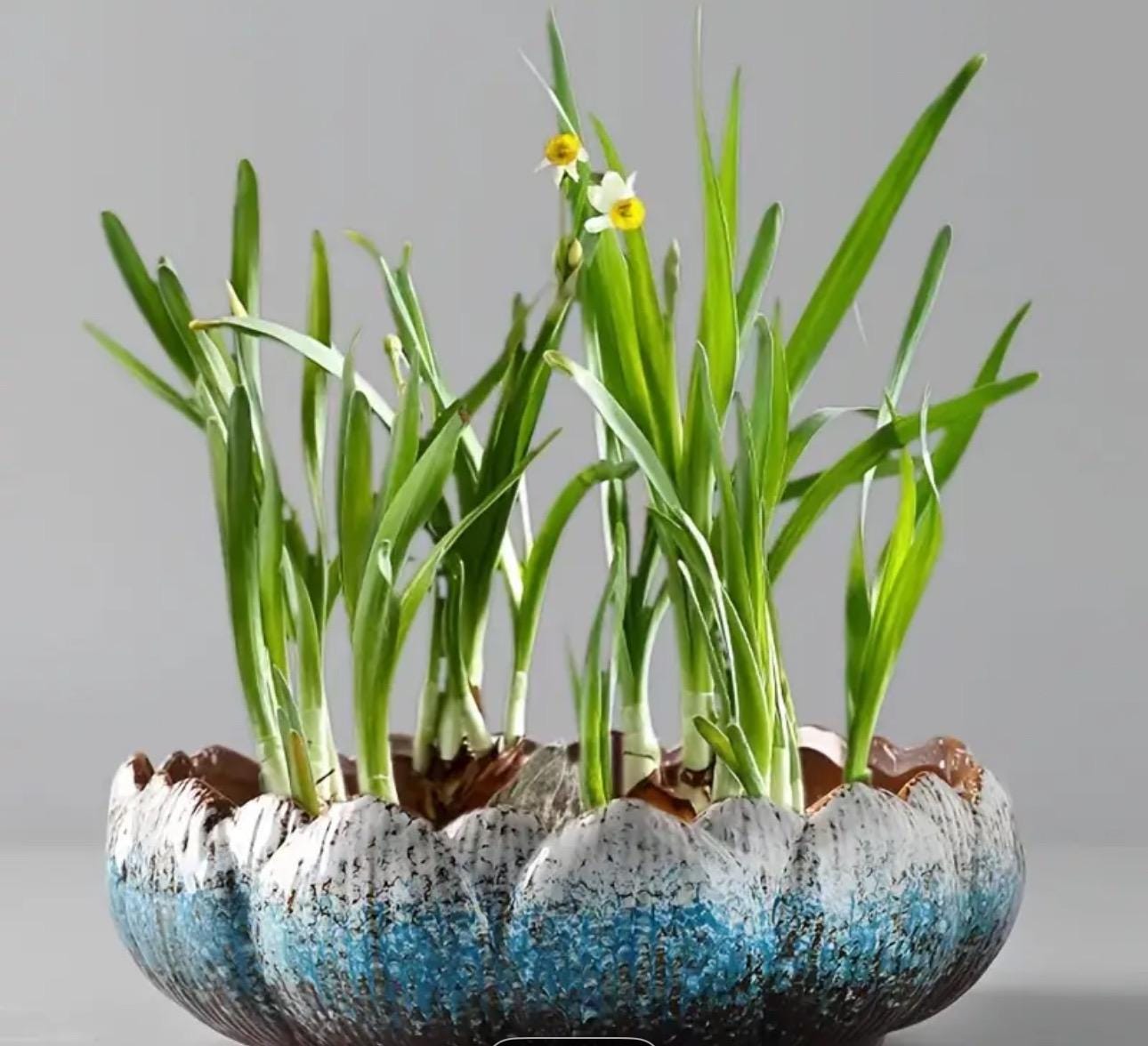 Decorative Bowl-multi color