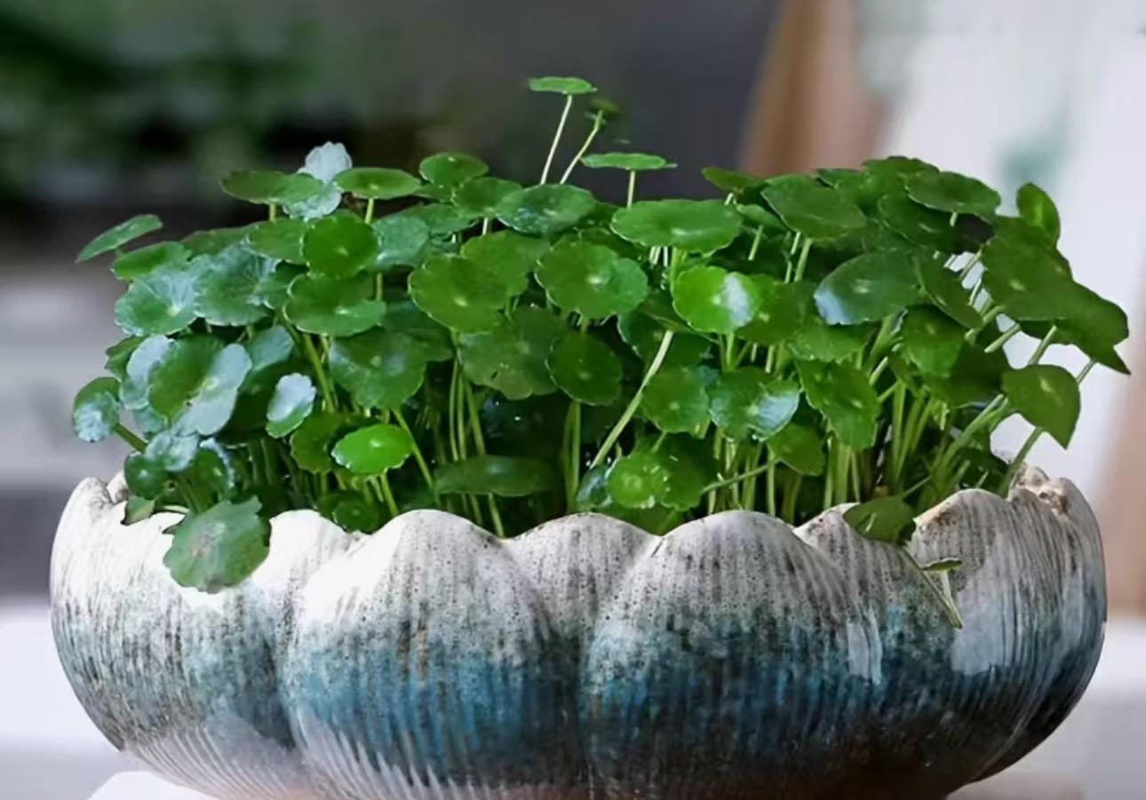 Decorative Bowl-multi color